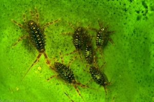 Brandtia parasitica by Mathieu Foulquié 